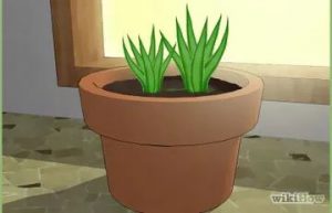presadjivanje aloe vere