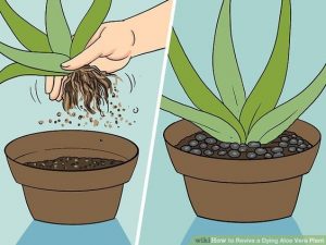 presadjivanje aloa vere