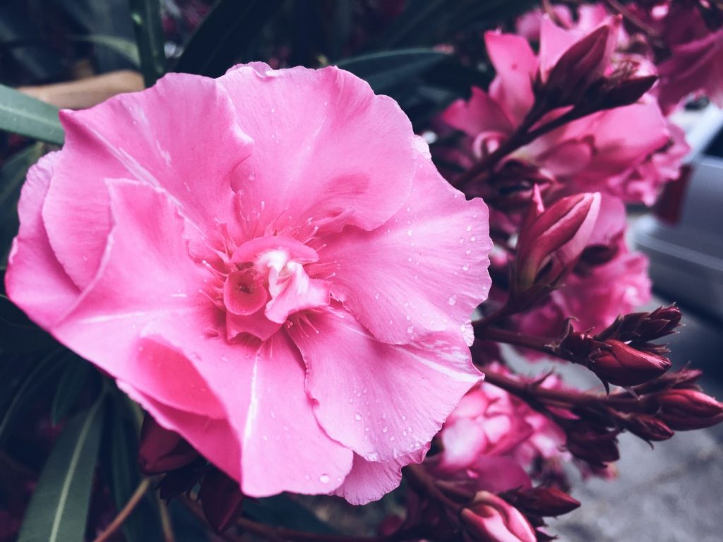 oleander