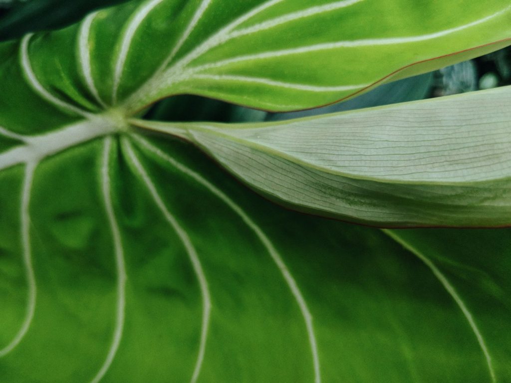 filadendron