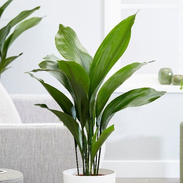aspidistra