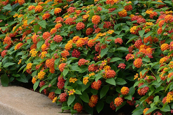 Lantana