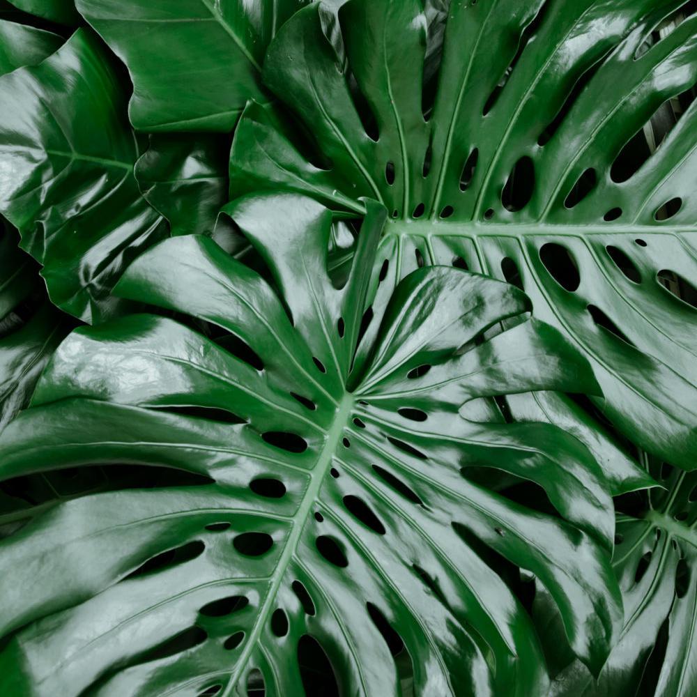 monstera